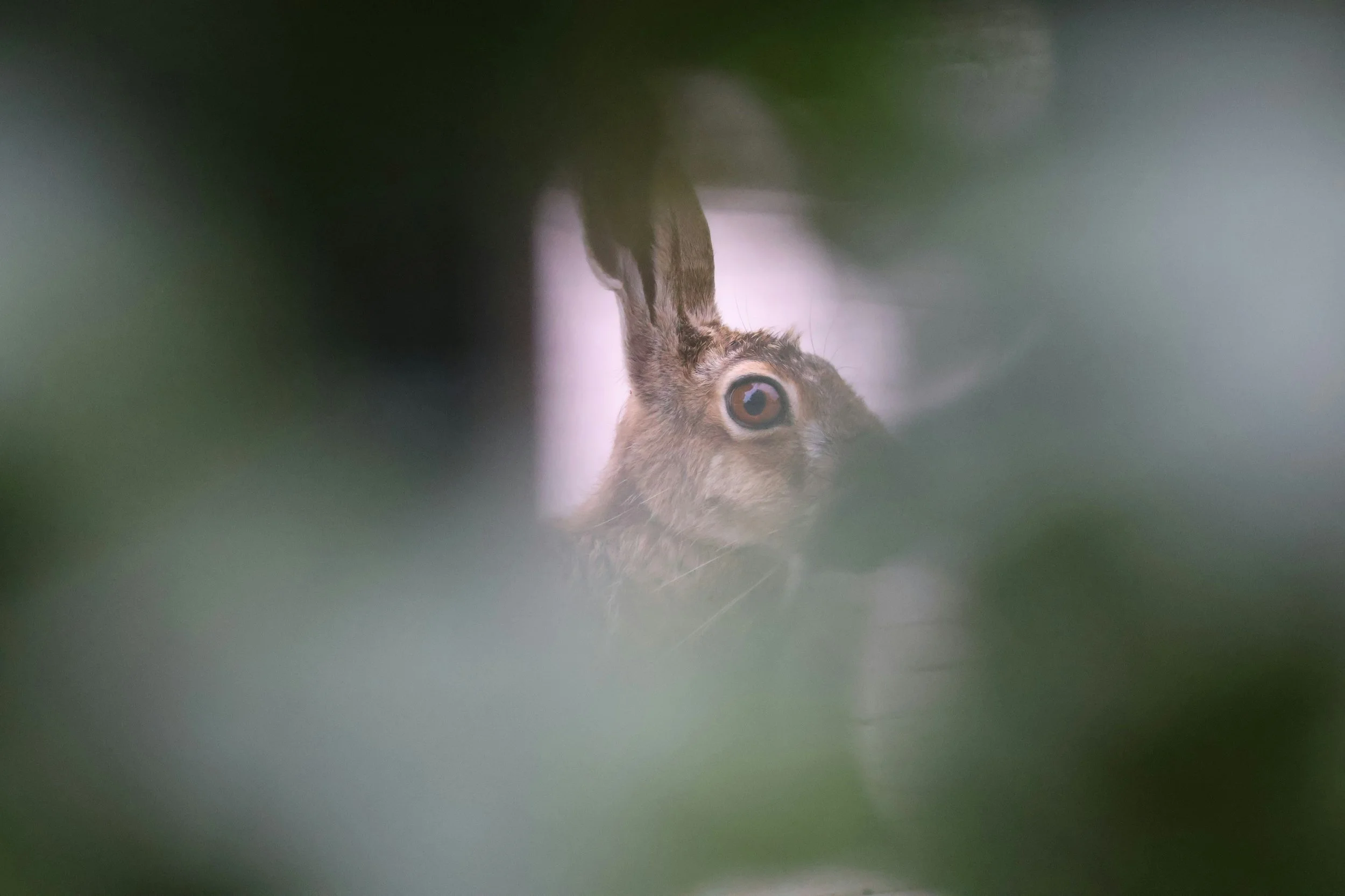 Lepus europaeus o Lièvre à la royale: un viaje de ida y vuelta.