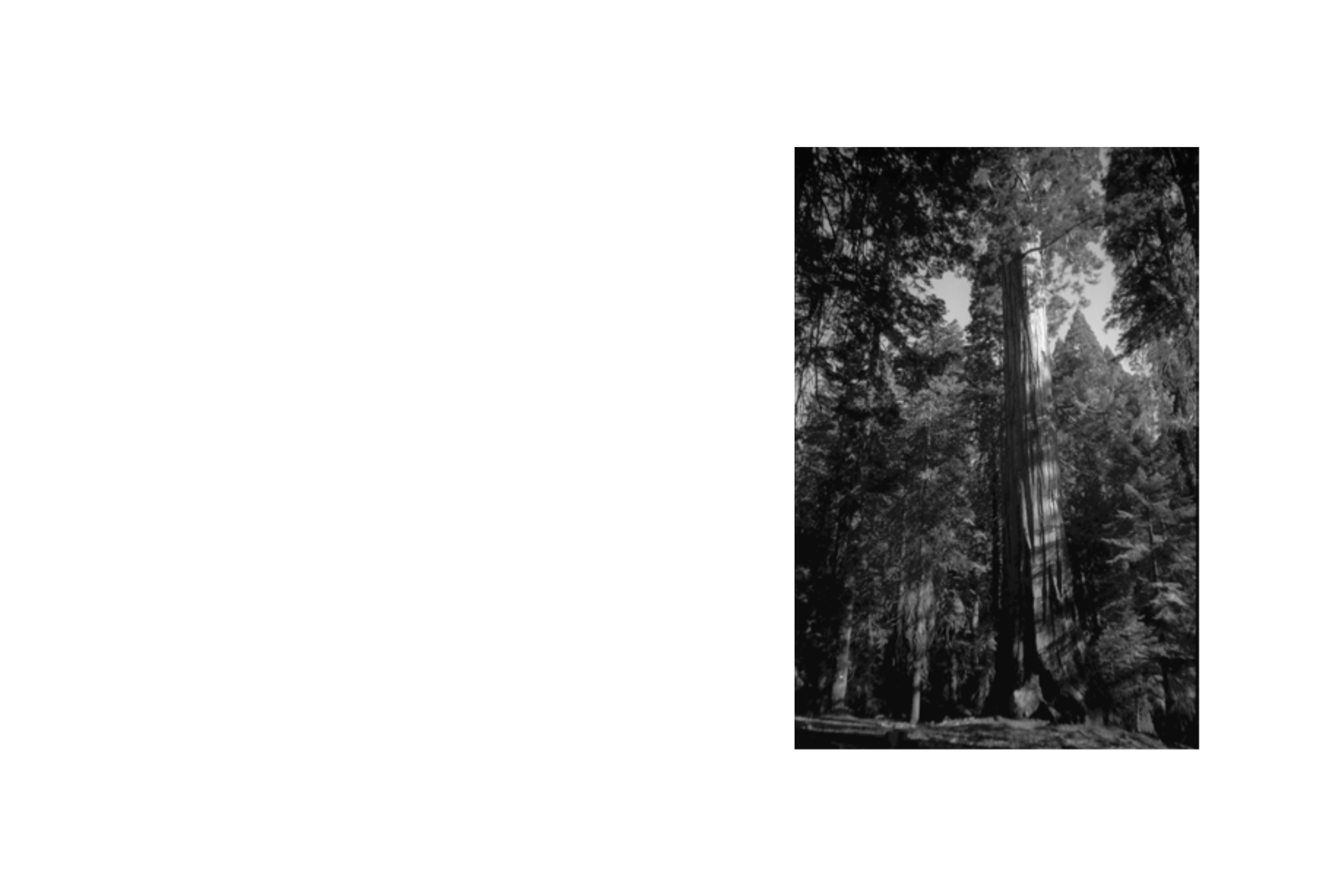 Un árbol no es un árbol Extract[1,3-4,6-7,9] conv 3.png