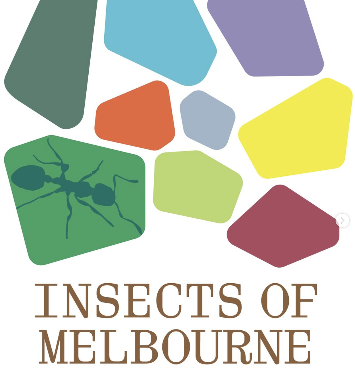 Insects of Melbourne guide