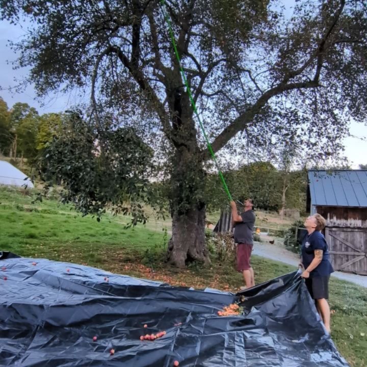 We've been busy behind the scenes harvesting apples and so excited that all of our Heirloom Apple Trees and our Dolgo Crabapple tree all had pretty amazing harvests this year. 

Lots of Apple Butter coming out of our farm kitchen right now.  We're ge