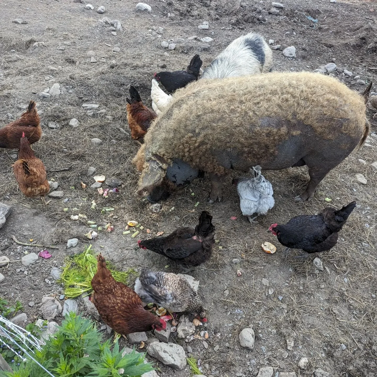 Nina & Ella sharing their breakfast this morning with the π