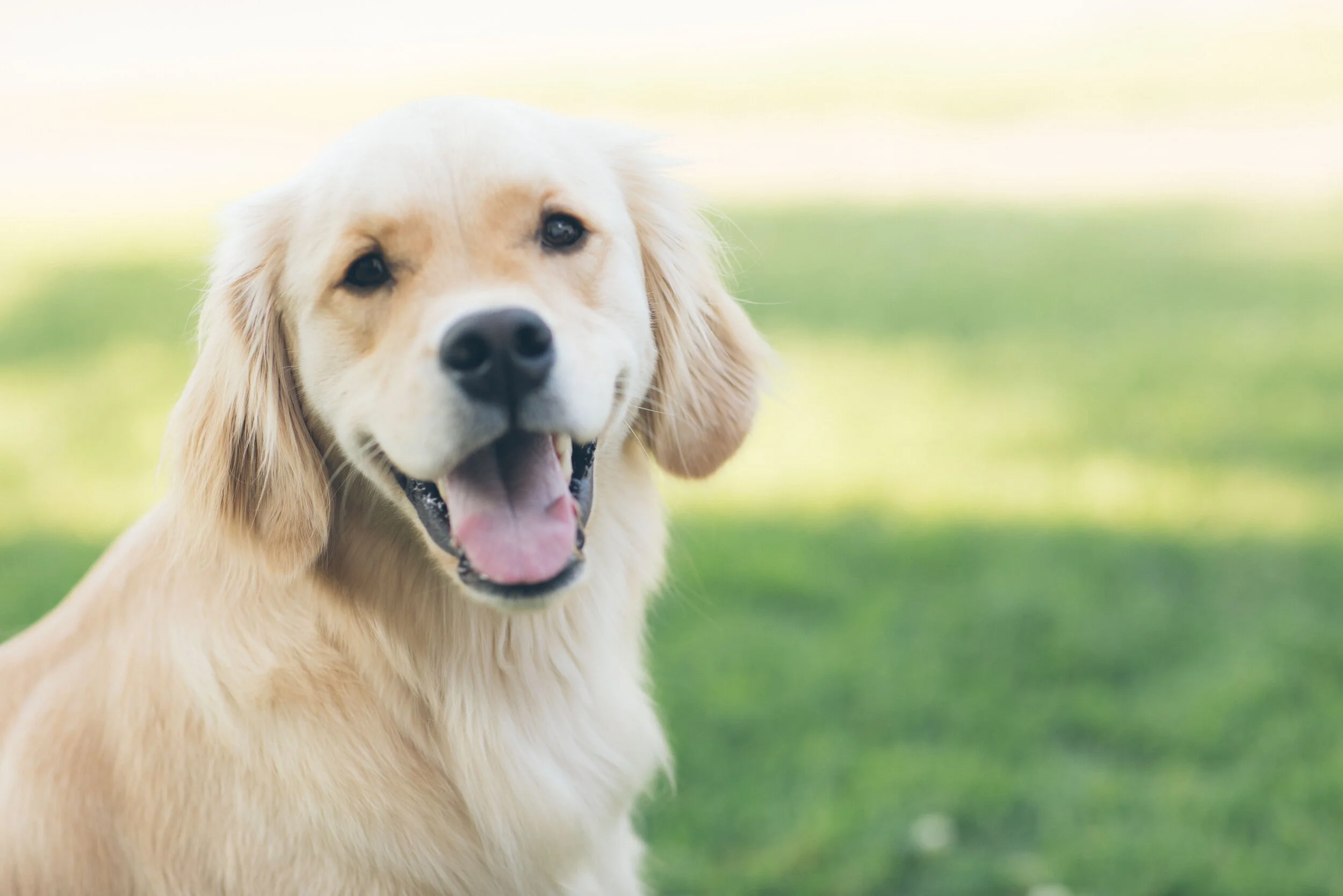 Services Monticello Animal Hospital
