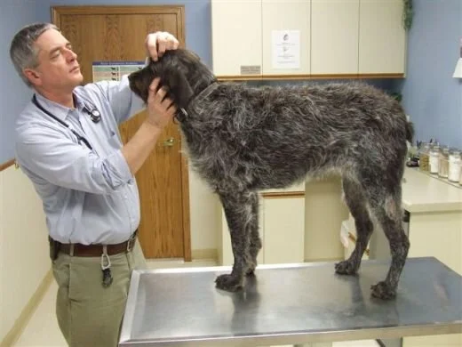 Vet Online - Find a Vet Near You