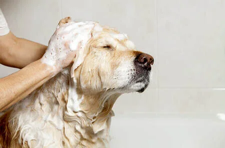 How Does a Pet Grooming Professional Groom?