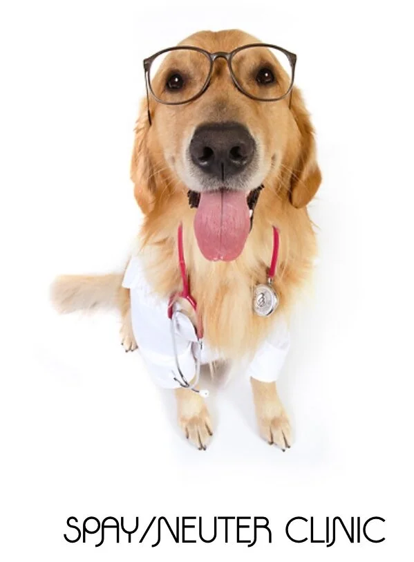 How To Find A Spay And Neuter Clinic Near You