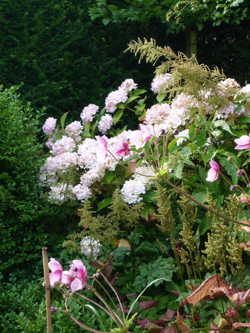 Hydrangea arborescens ‘Annabelle’