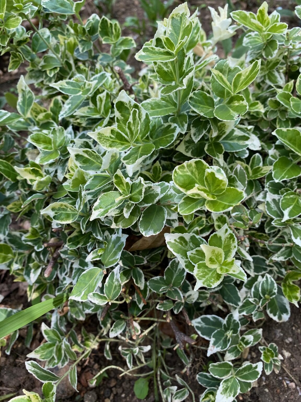 Variagated Fatsia