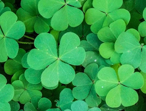Lá 'le Pádraig/St Patrick's Day