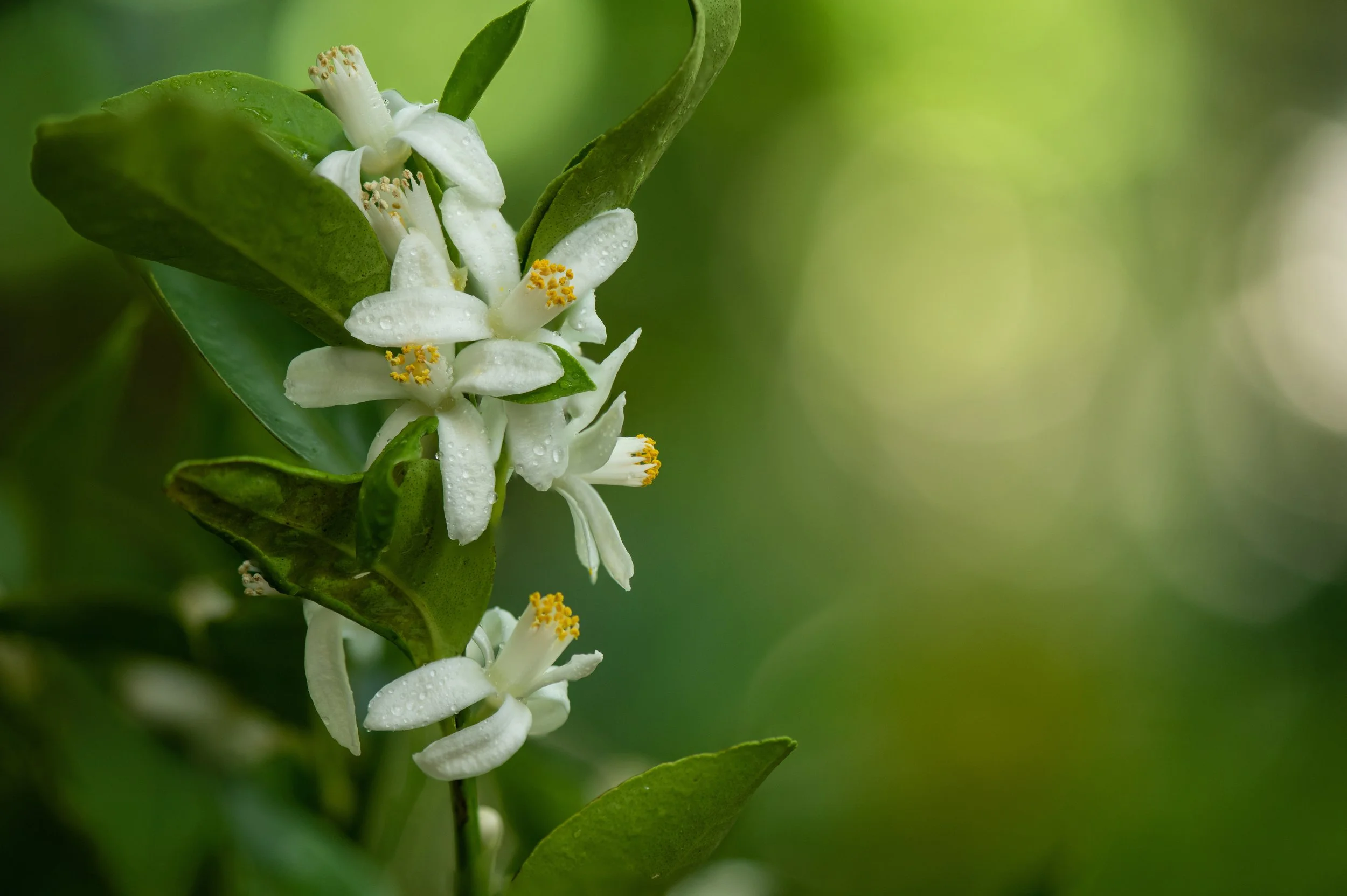 A few notes on… neroli.