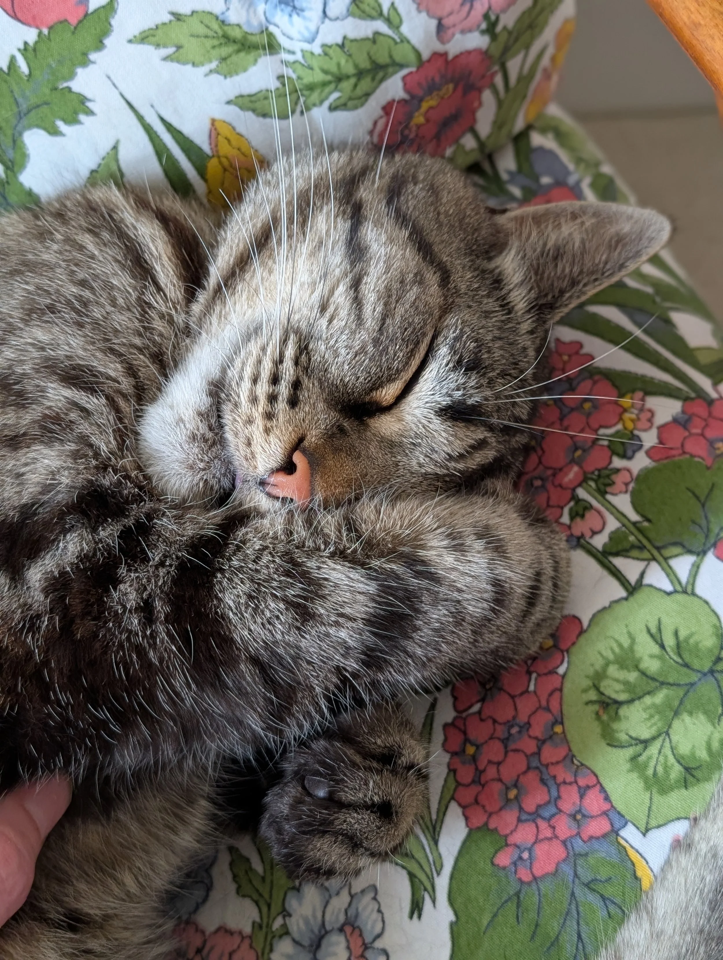 Picture of a tabby cat sleeping on an armchair