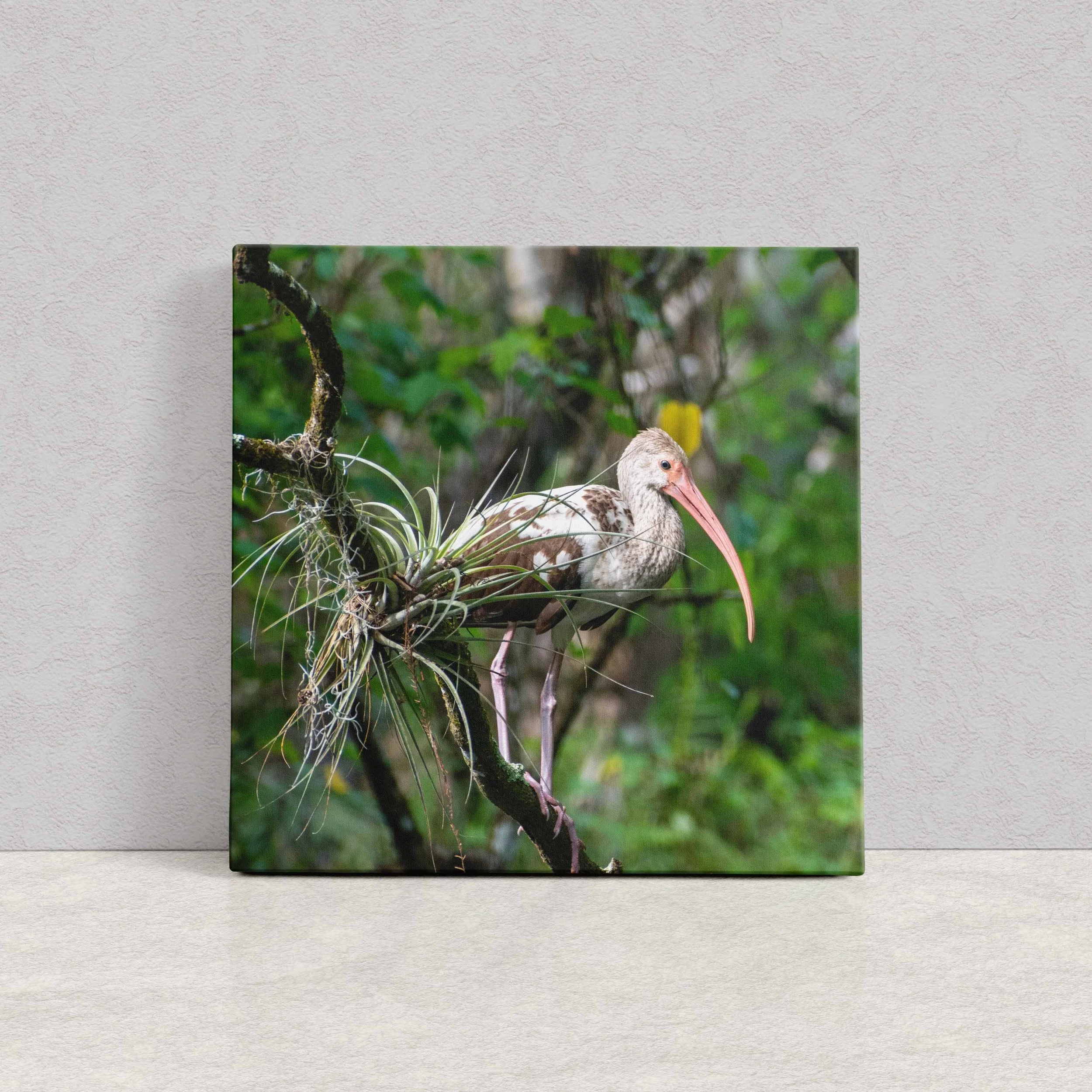 Perched Amiercan Ibis