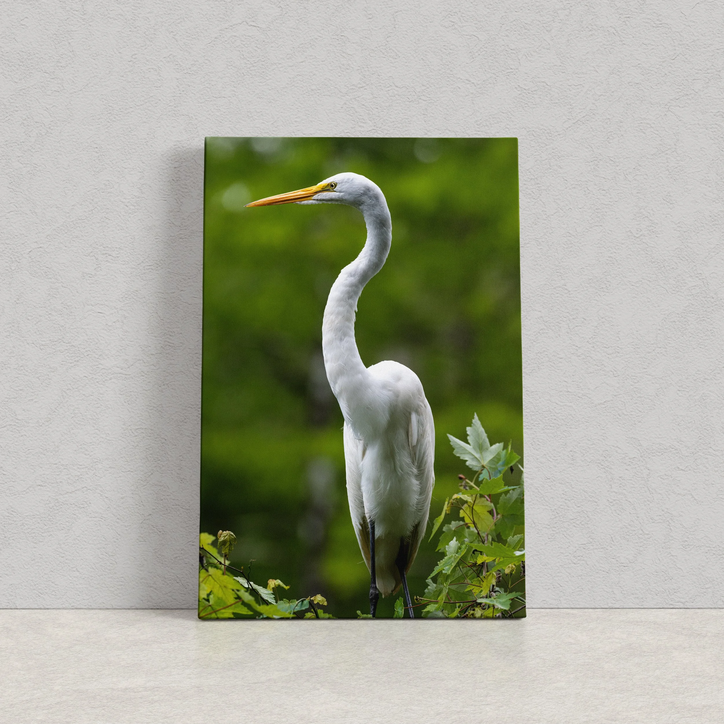 Posed Great Egret