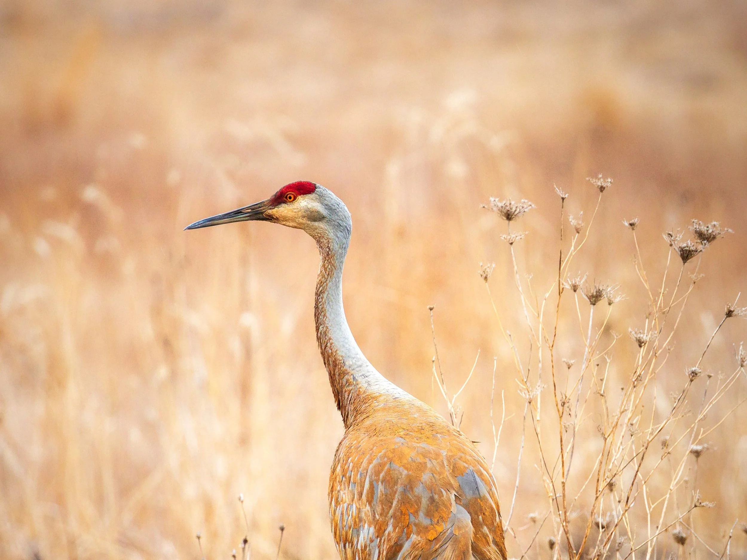 Nonprofit Spotlight: The Crane Trust