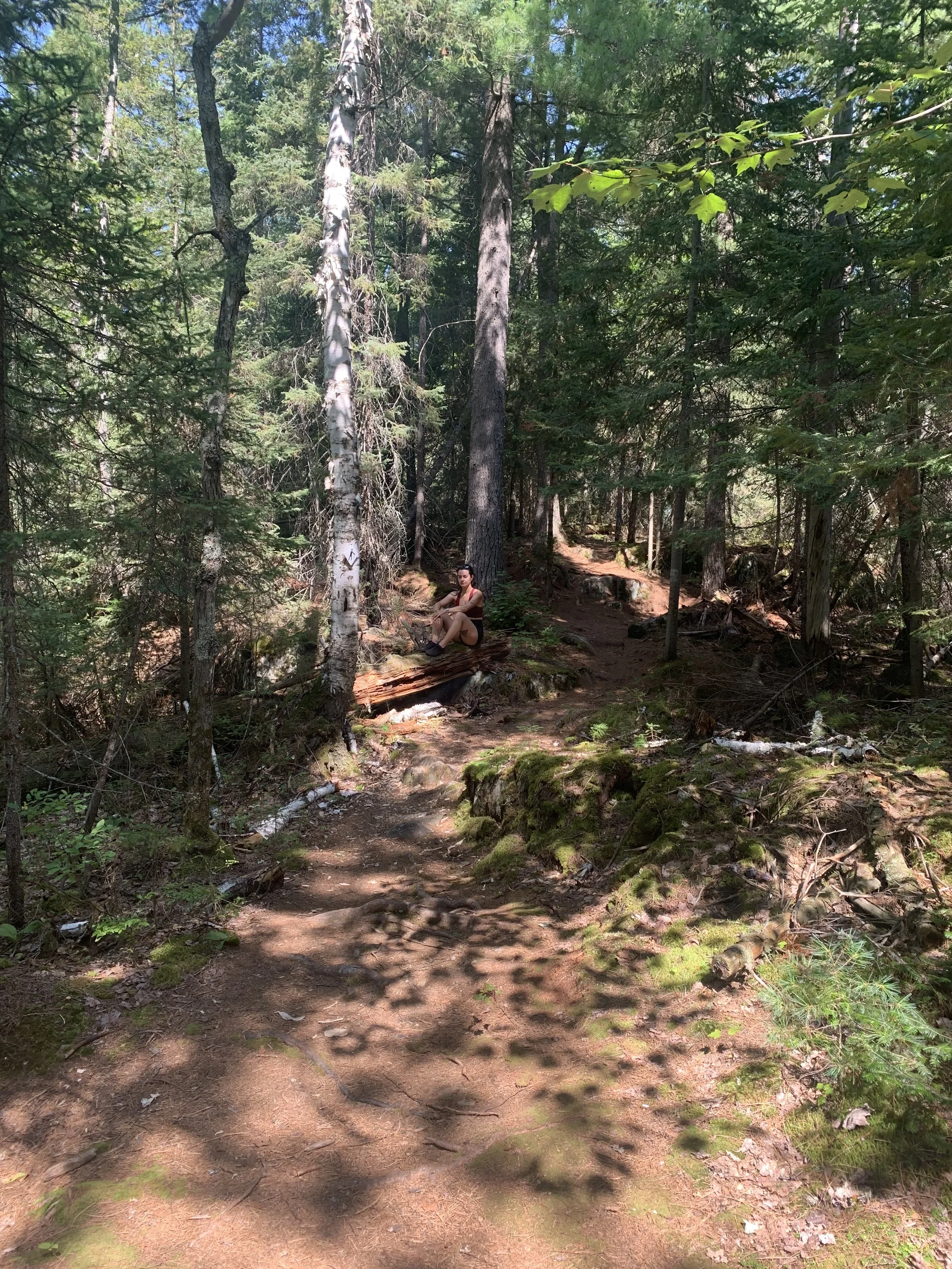 Poem: B I G    F O R E S T, little suse