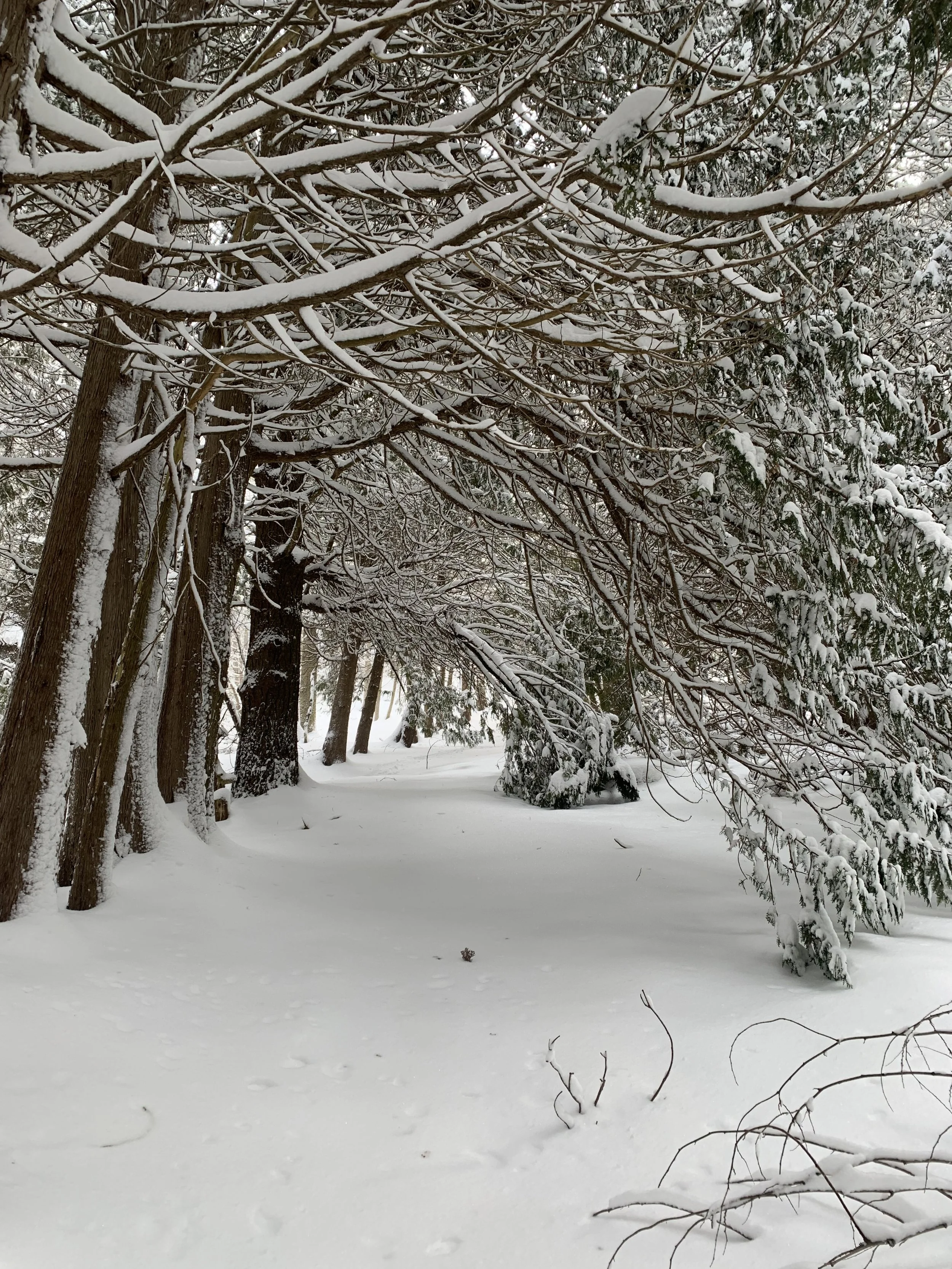 Poem: A Winter Poem