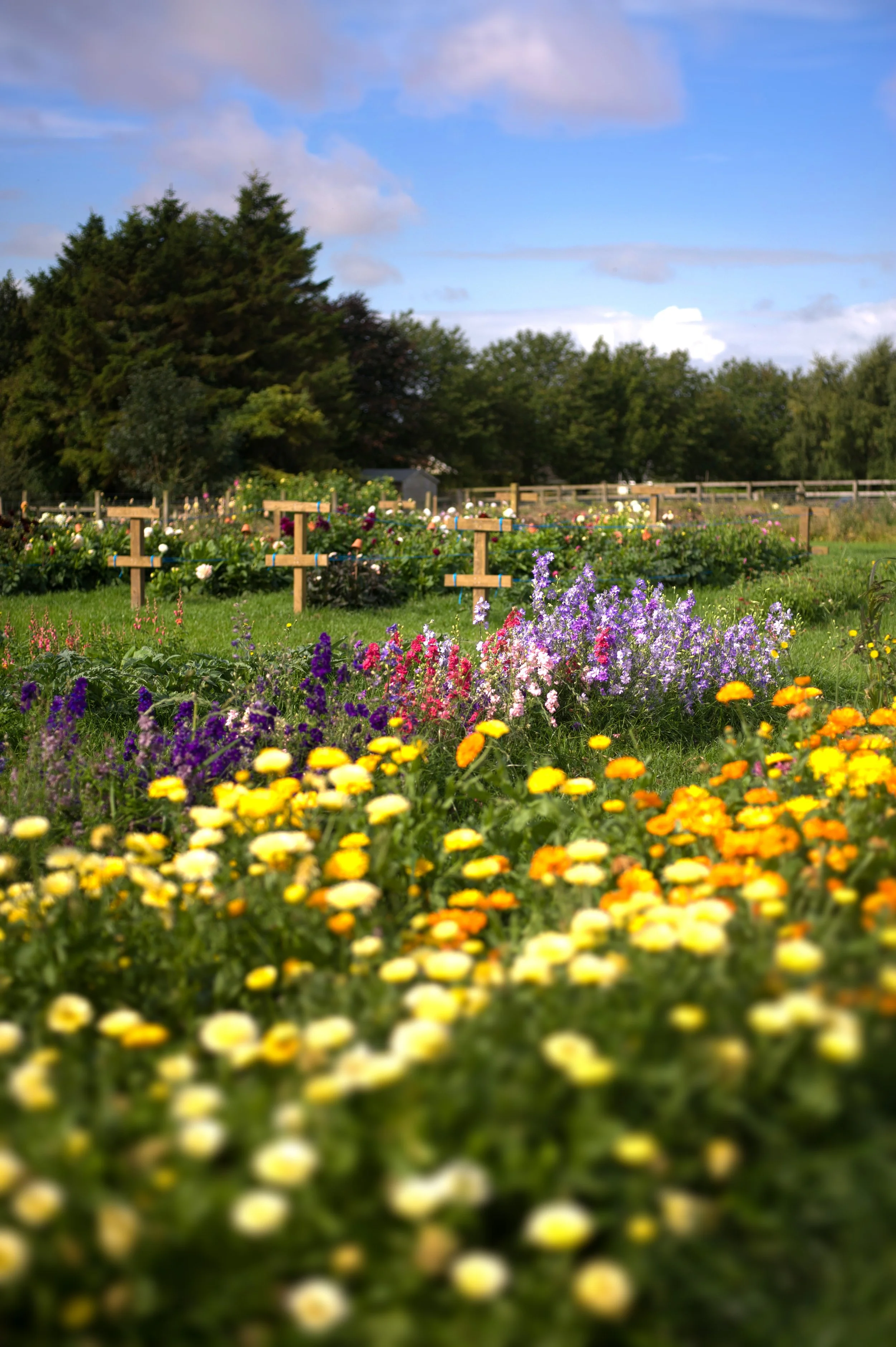 Local flowers grown in Northumberland.