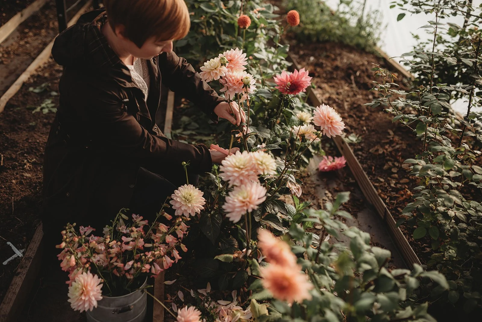 Dahlias grown in Northumberland