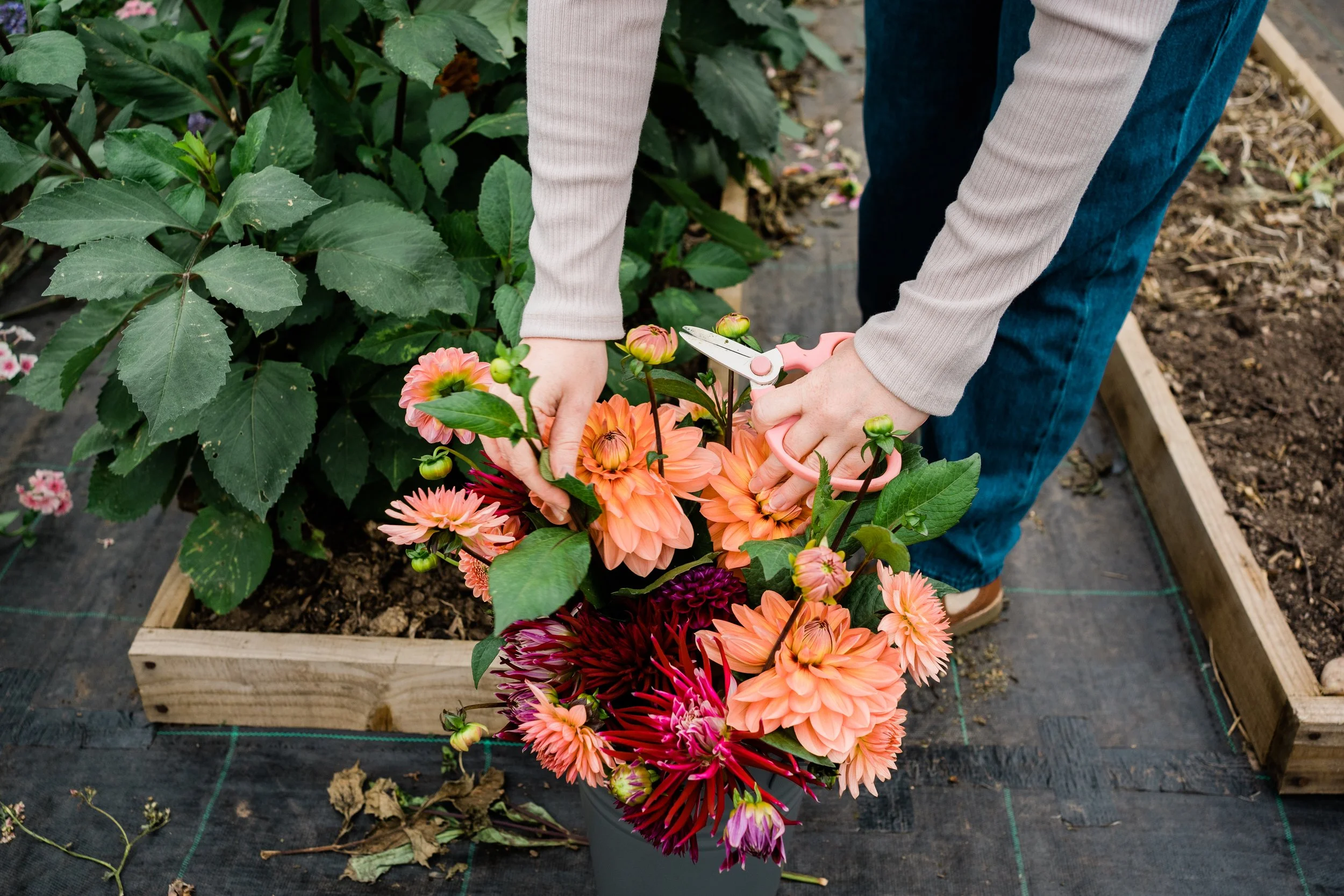 Seasonal British flowers grown in Northumberland