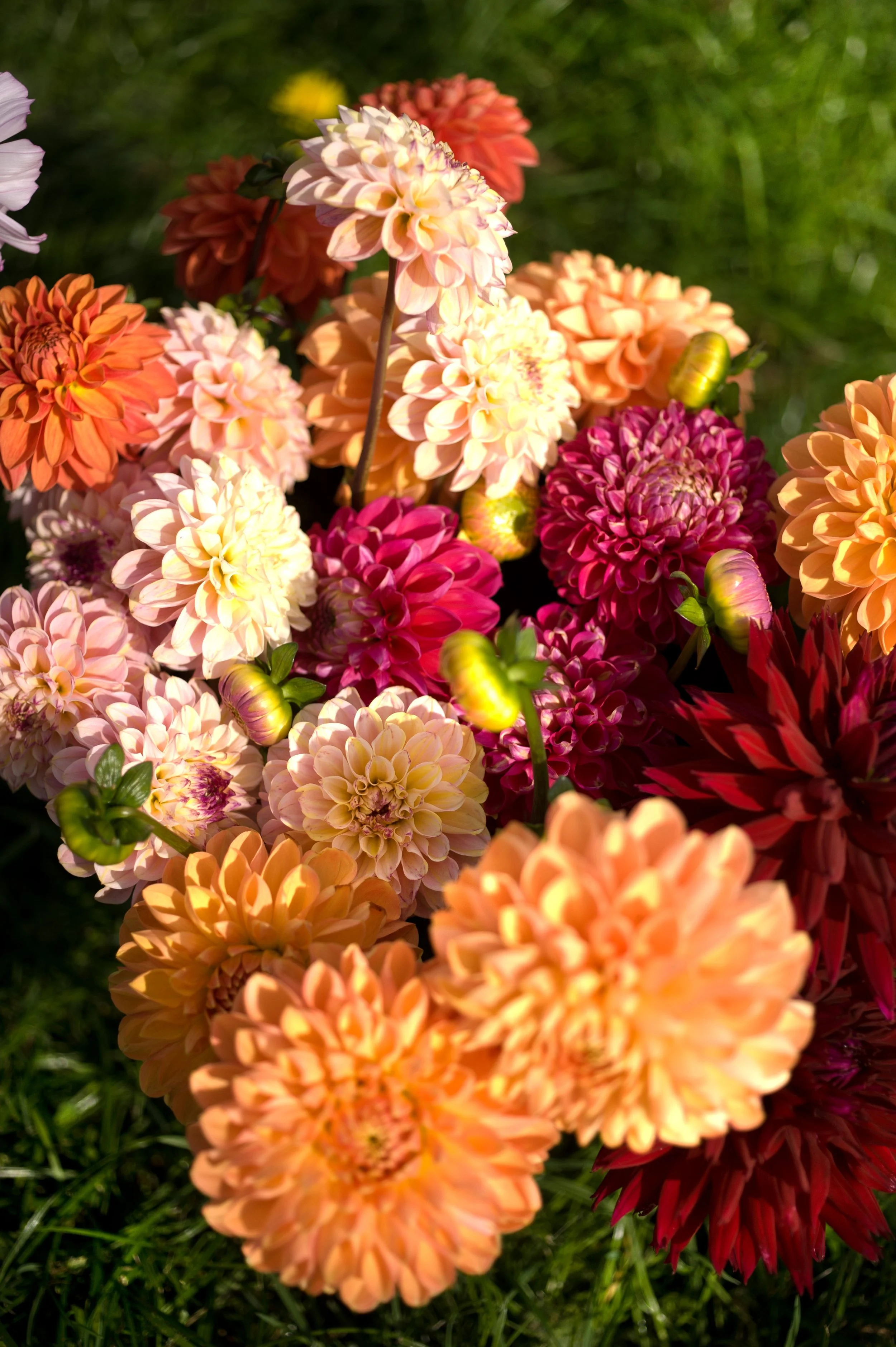Dahlias grown in Northumberland. 