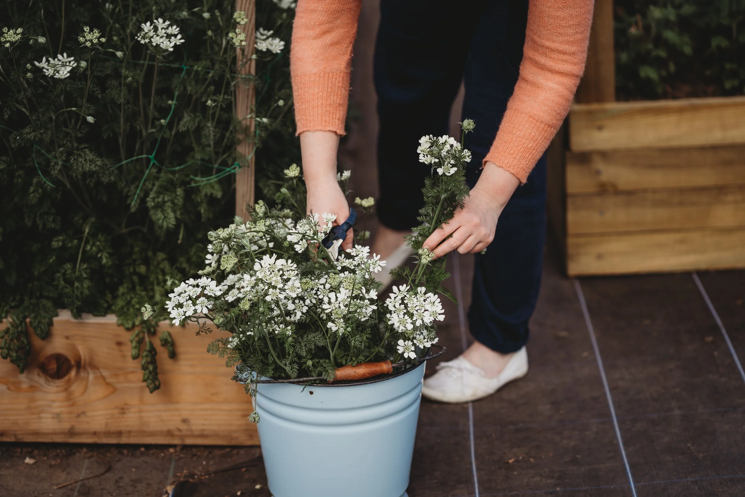 Northumberland grown flowers