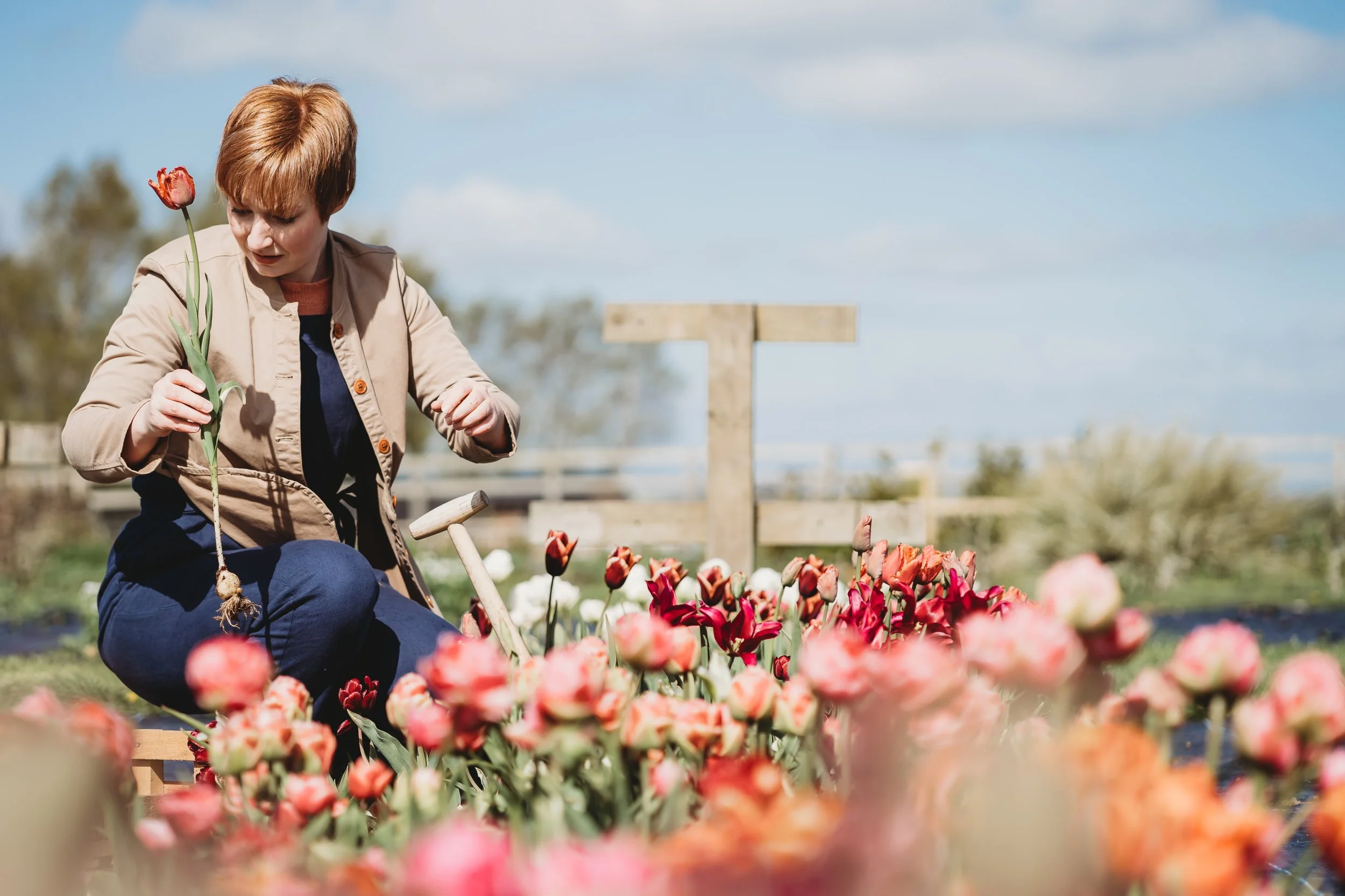 Tulips grown in Northumberland