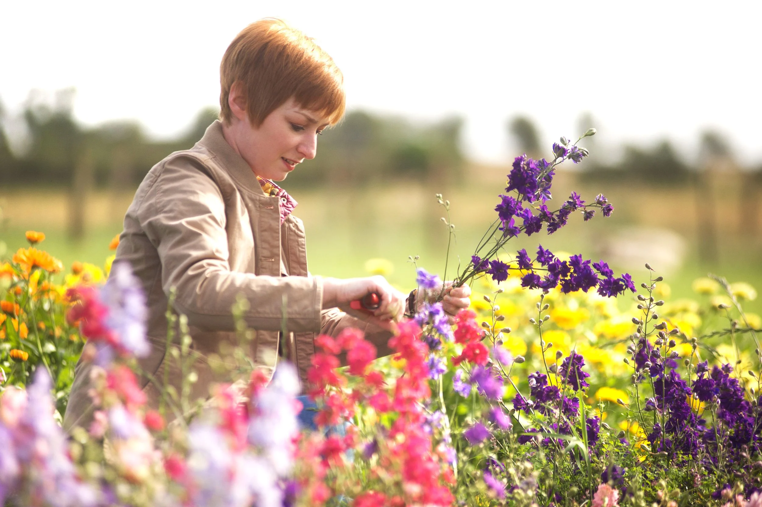 Seasonal flowers in Northumberland and the Scottish Borders. 
