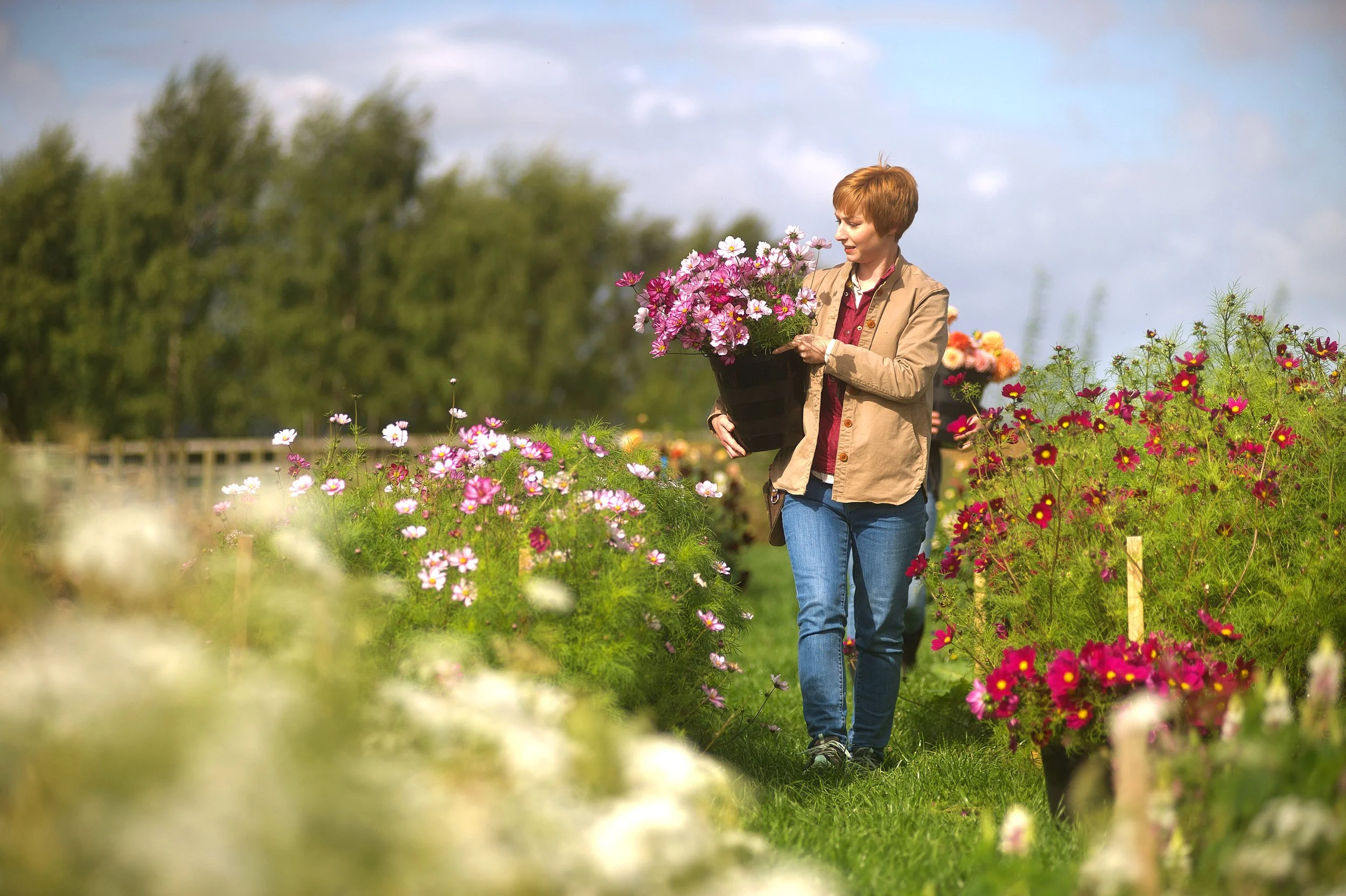 Seasonal British flowers. 