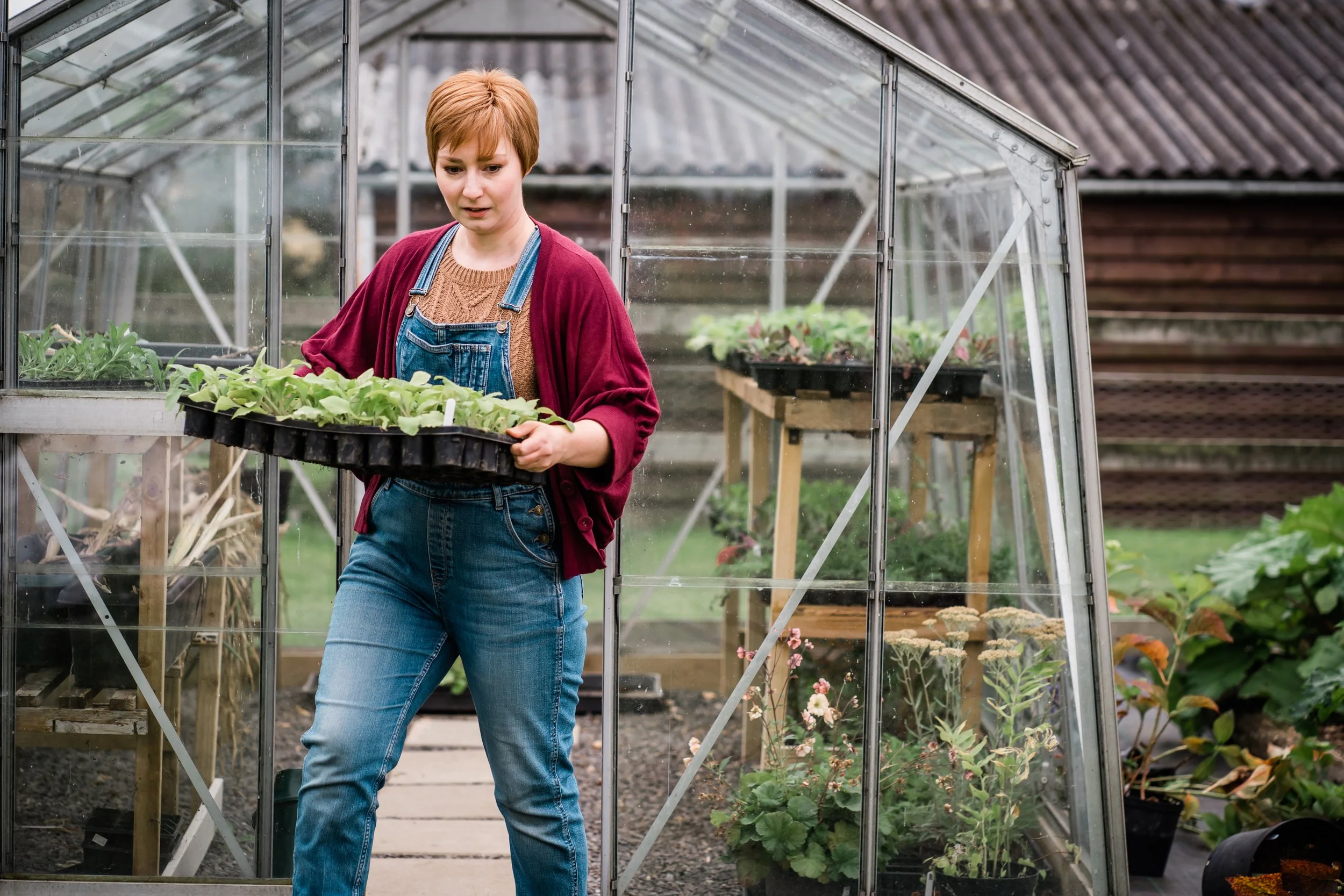 Flowers grown from seed