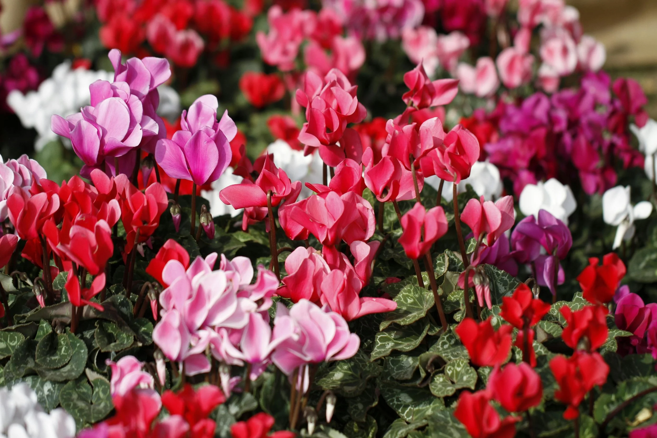 Green Thumbs Unite: Medicine Hat’s Best Greenhouses and Garden Centres