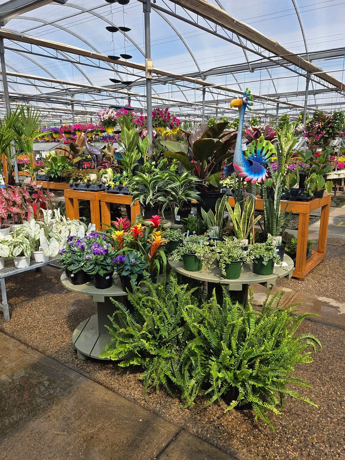 Windmill GC Tropicals.jpg