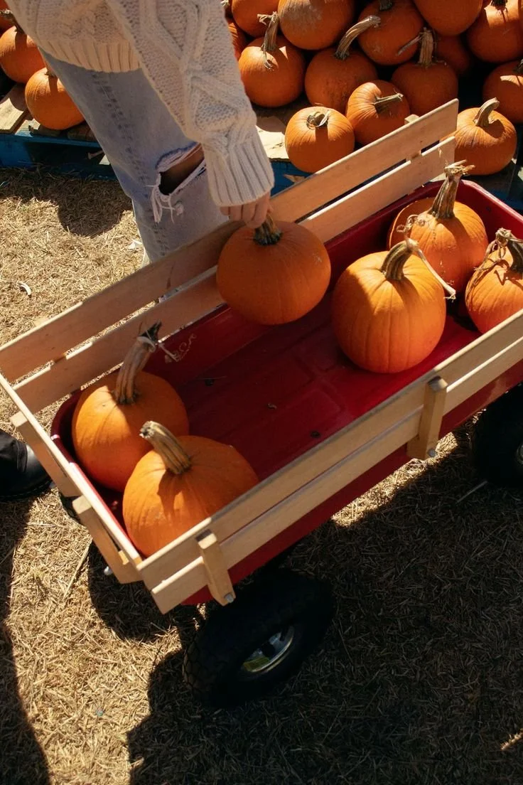 Pumpkin Picking in Southern Alberta