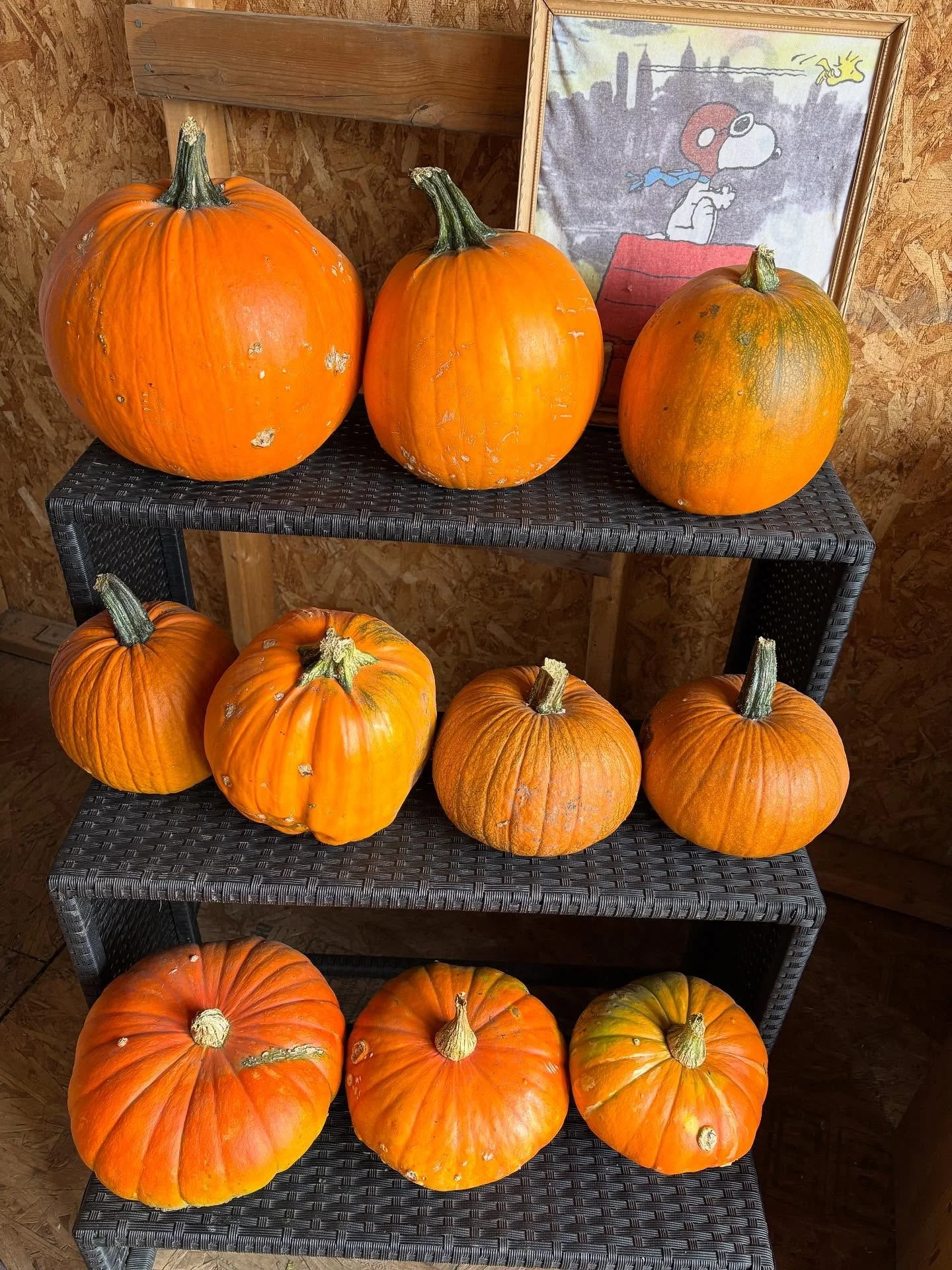 brooks pumpkin.jpg