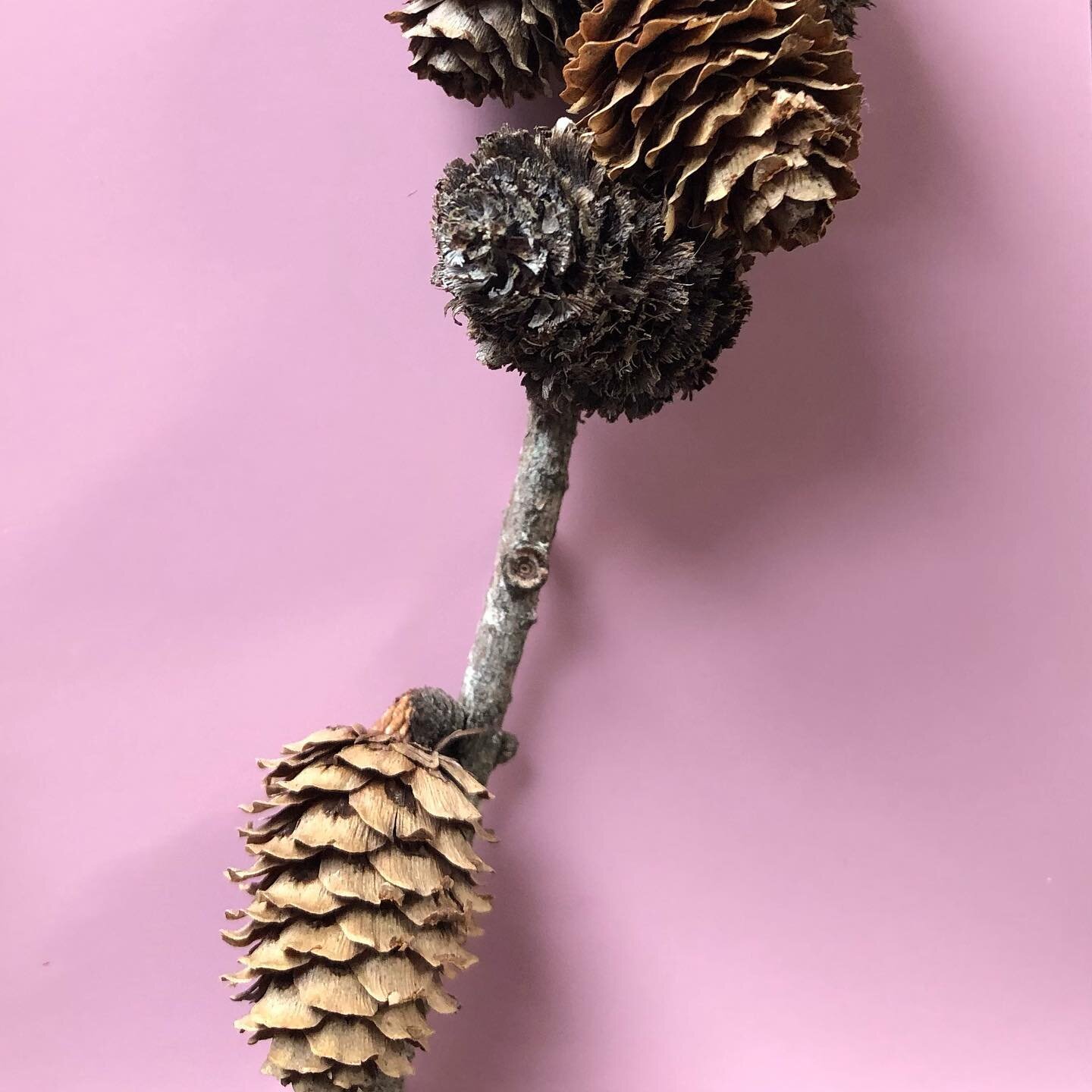 A little ode to November:
.
I&rsquo;ve been eyeing and selecting just the right pine cones for some illustrations since July. 
.
These pine cones have been in my studio for so long and I can&rsquo;t seem to toss them even though I finished the work. 