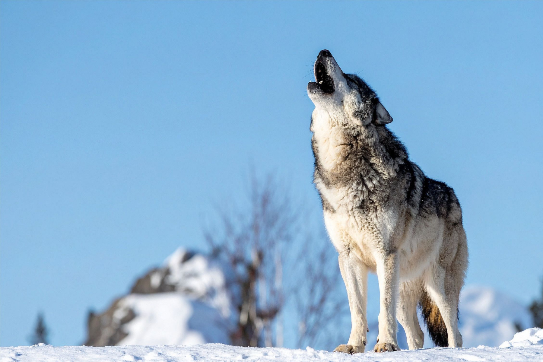 A Matrilineage of Wolves