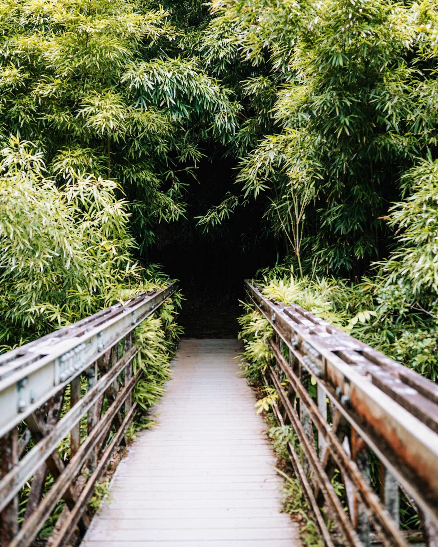 Went down a rabbit hole reminiscing with my now three year old about our trip to Maui when he was only 2 last year.

I haven&rsquo;t thought too much about it recently and to say I remembered the bamboo forest before seeing this picture, I didn&rsquo