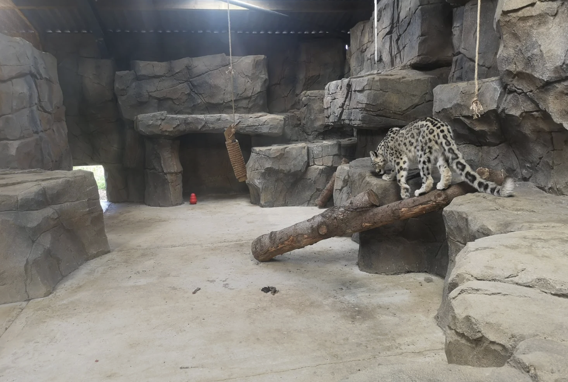 The Art and Engineering Behind Modern Zoo Habitat Construction
