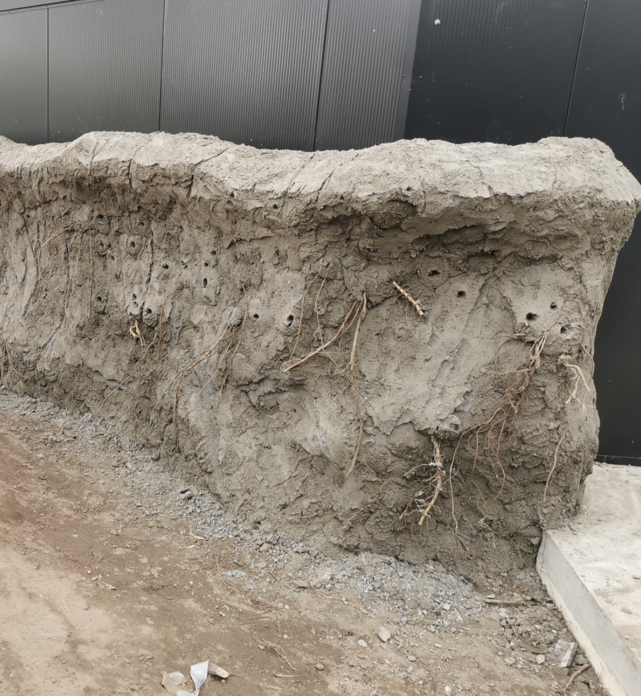 pygmy hippo habitat netherlands