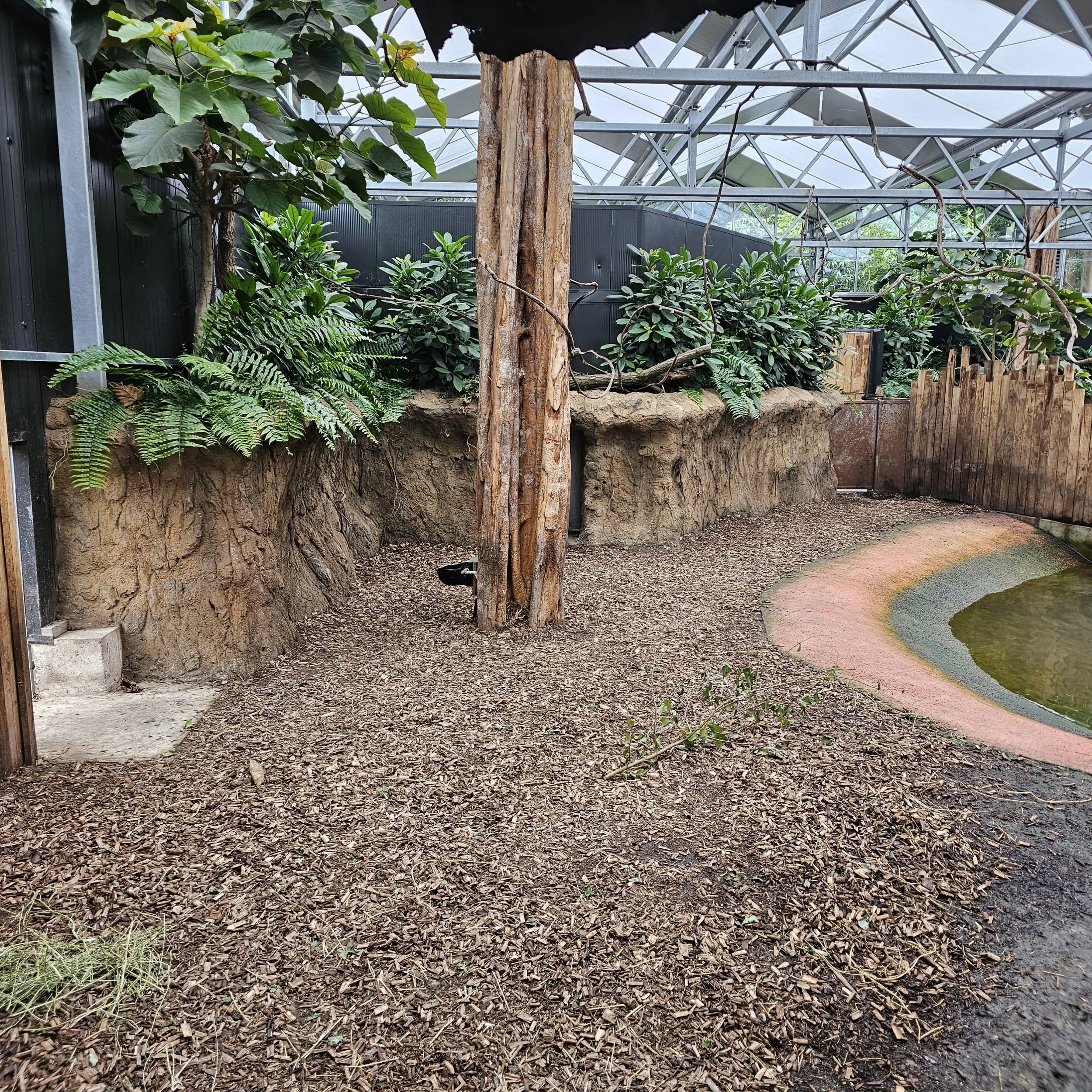 pygmy hippo habitat netherlands