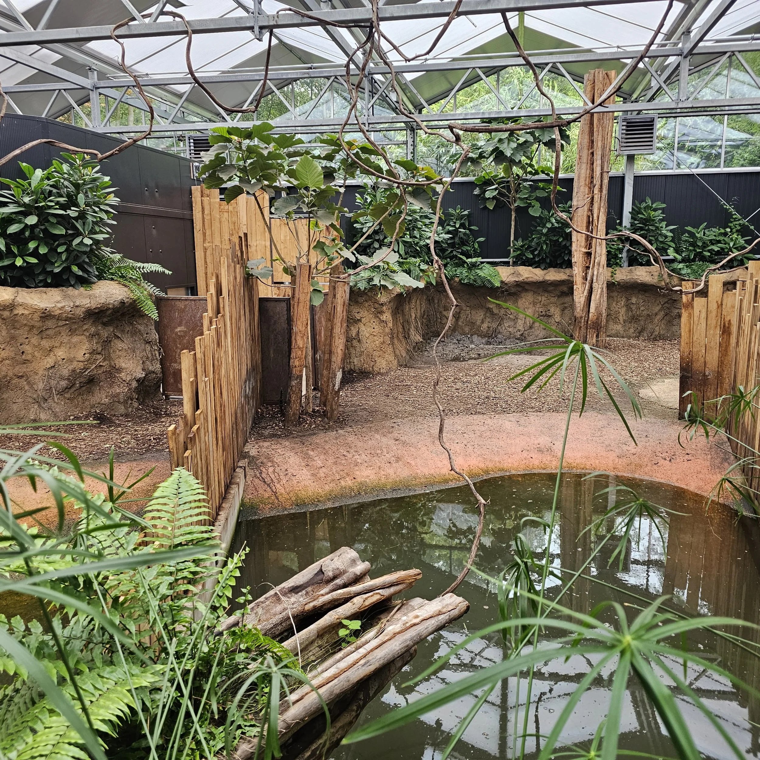 pygmy hippo habitat netherlands