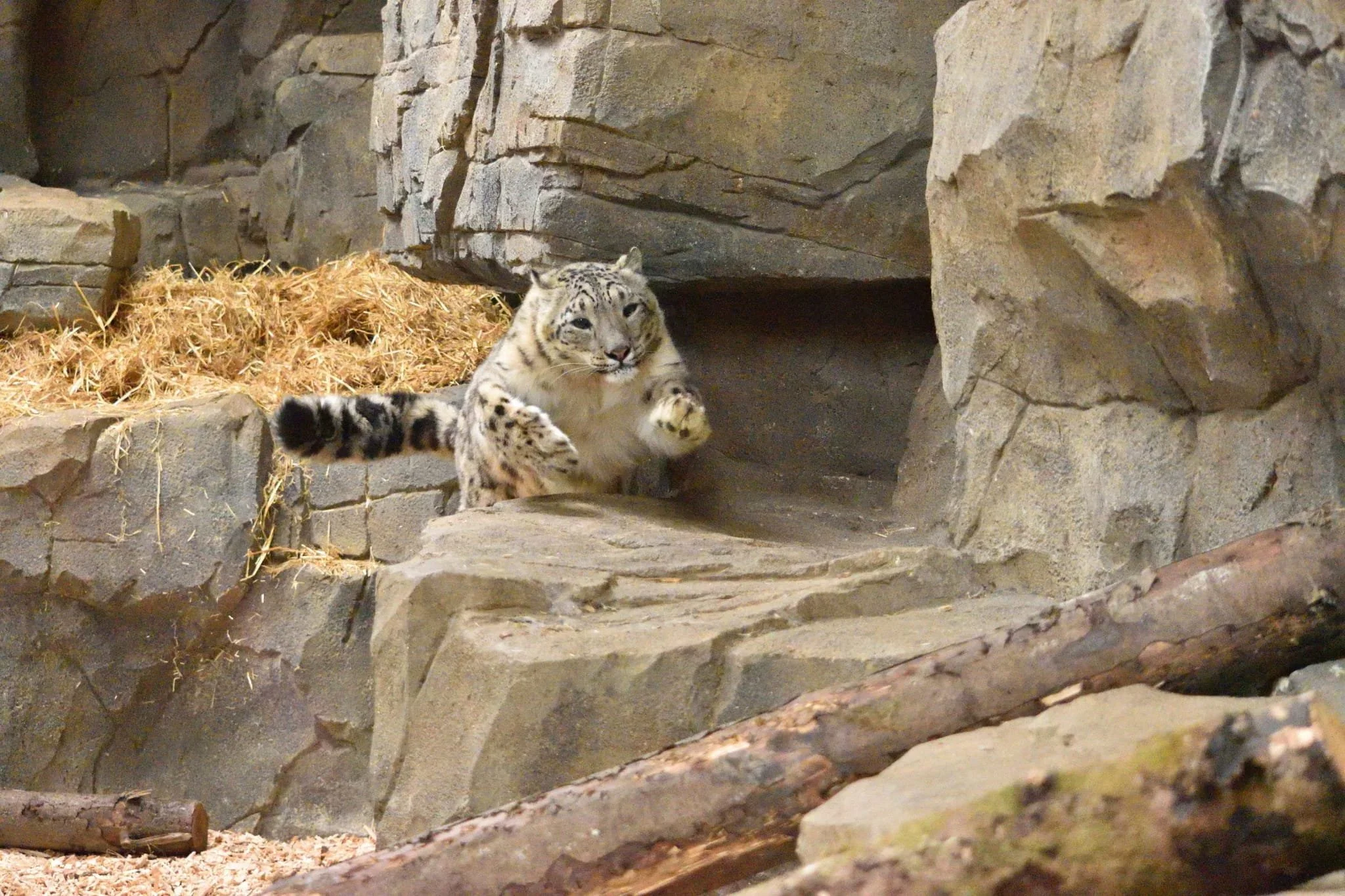 snow leopard show dens at northumberalnd zoo