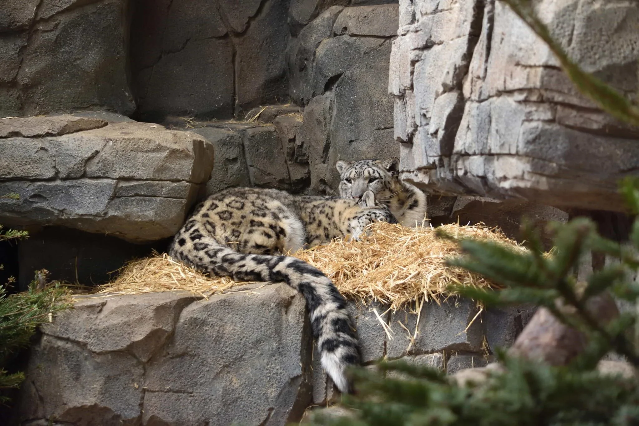 saw leopard dens at Northumberland Zoo