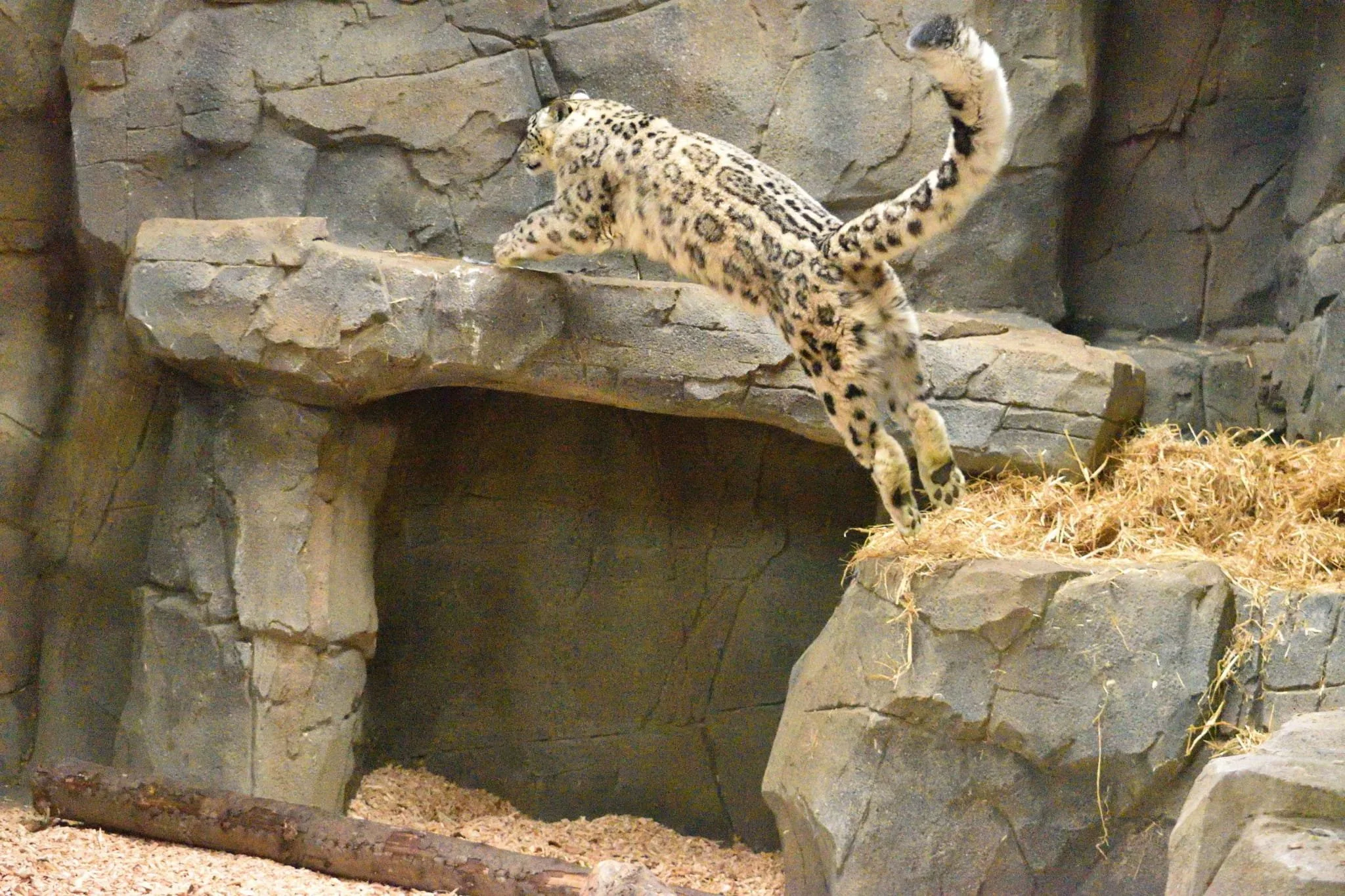 on show dens for snow leopards from artificial concrete