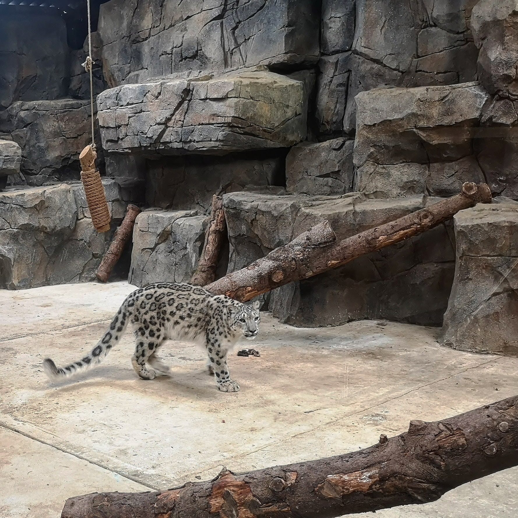 zoo habitat construction by unreal productions uk