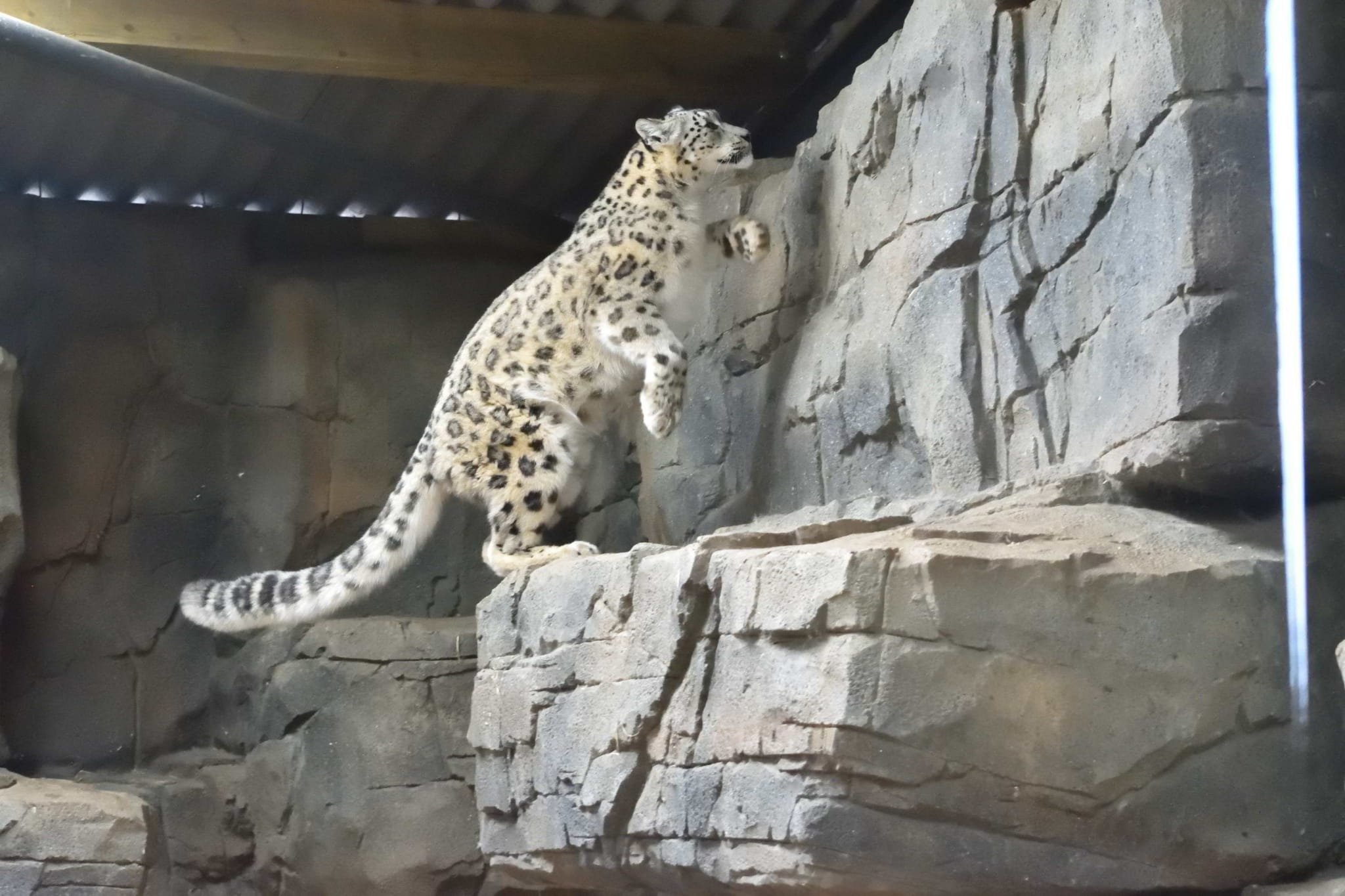 artificial rock animal habitat by unreal productions