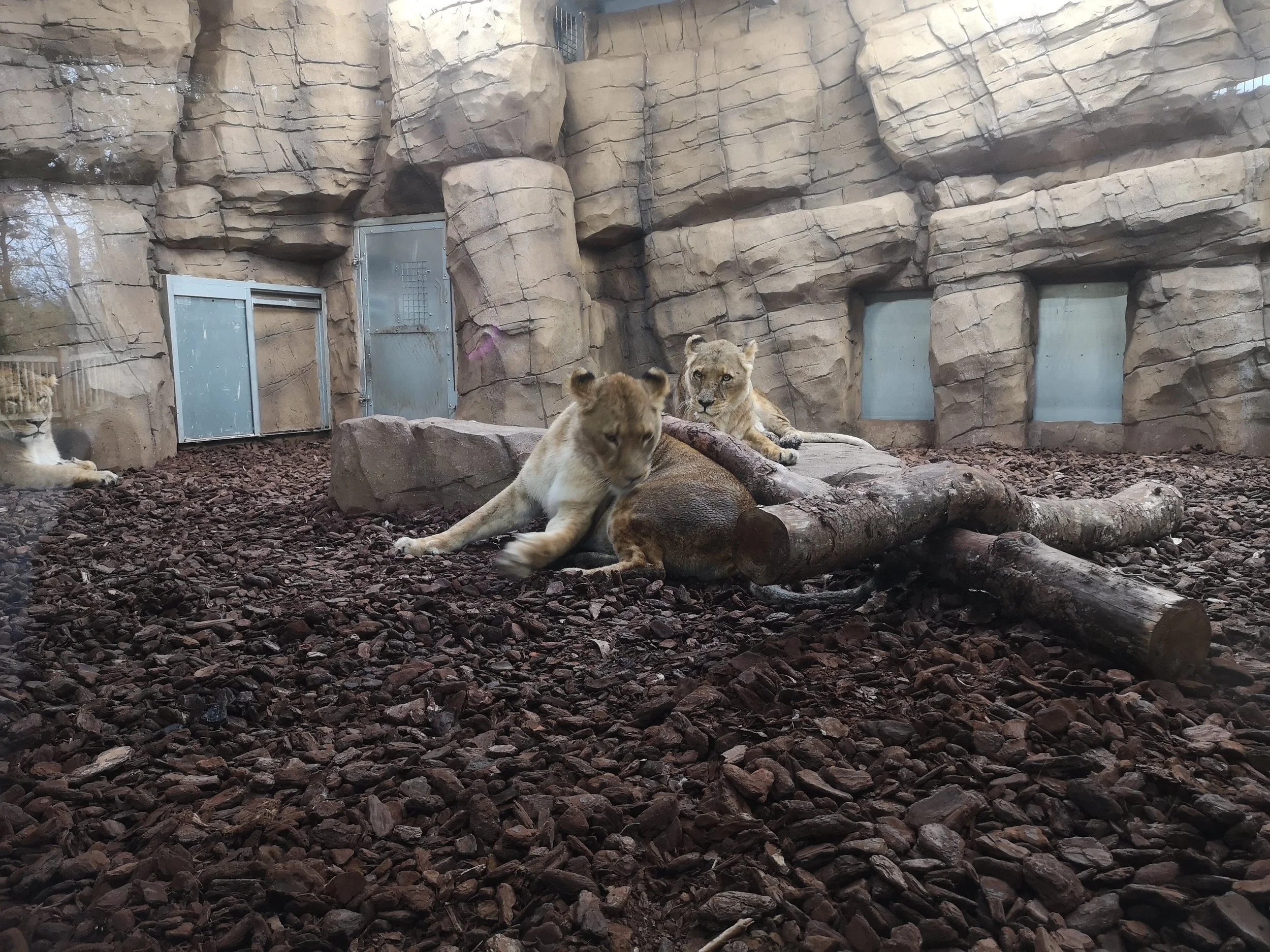 zoo and animal habitats constructed by unreal productions