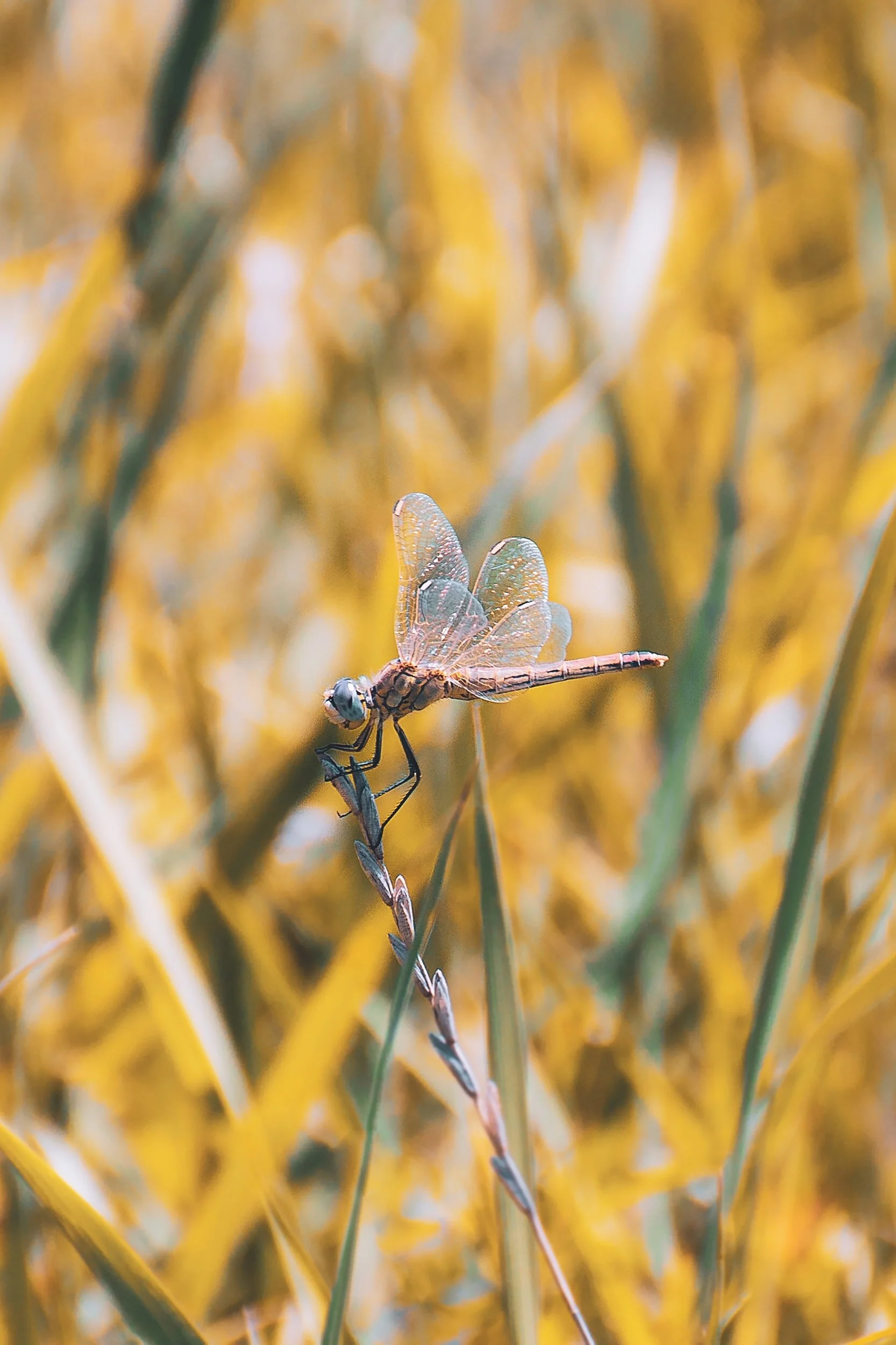 The Dragonfly Legend and the New Work World
