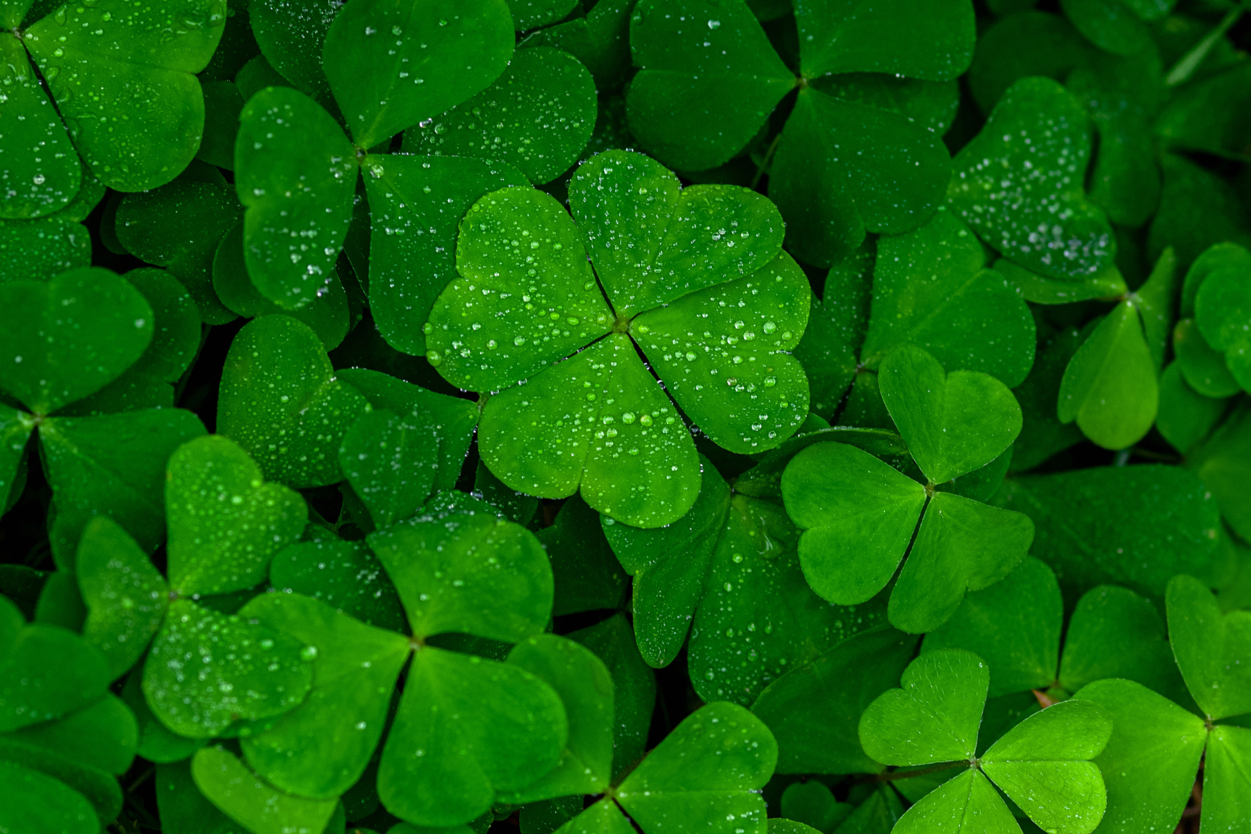 A Four Leaf Clover Mindset for the New Work World