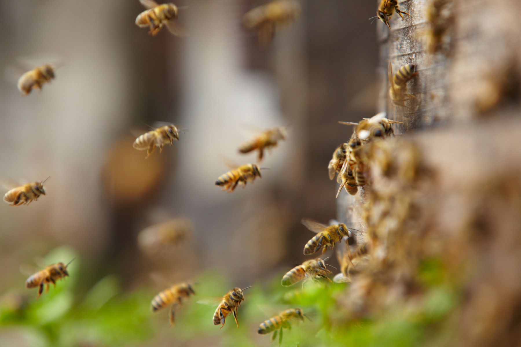 The Sweetness of Success: Workplace Lessons From Nature&nbsp;