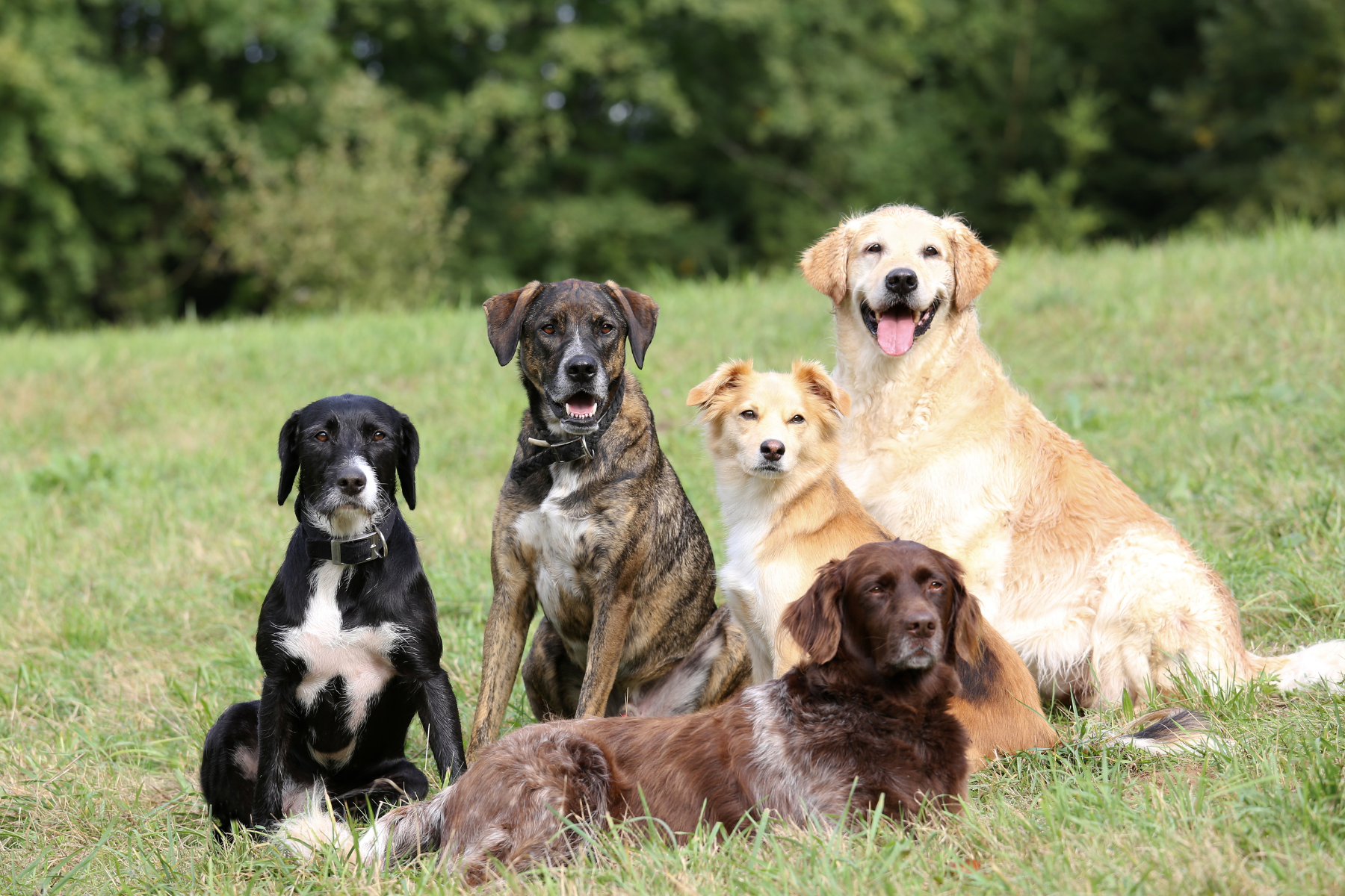 Man’s Best Friend: Career Lessons We Can Learn From Our Dogs