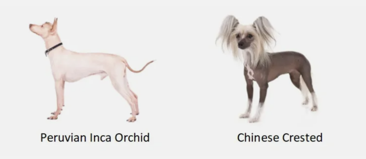 dogs with no hair.png